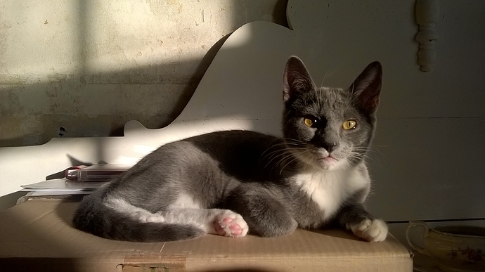 WP_20180205_10_31_24_Pro