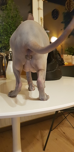 1585161269556186526746732337121