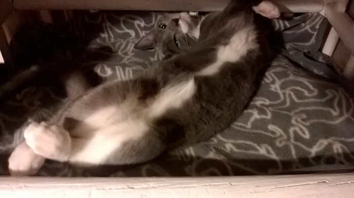 WP_20180207_21_37_05_Pro