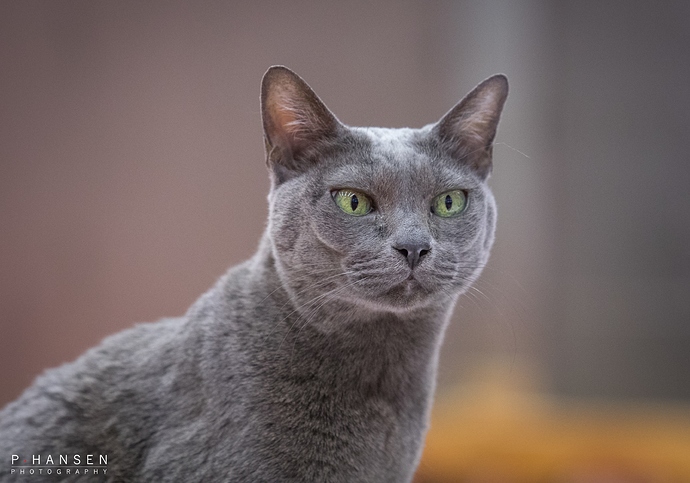 korat-3606%20(2)