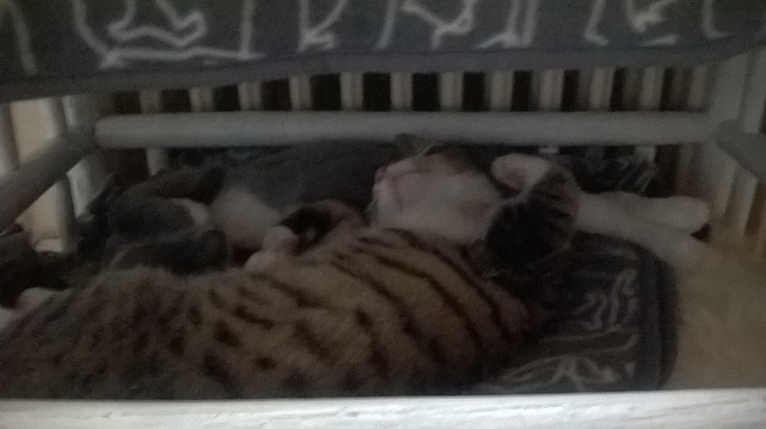 WP_20180131_14_09_58_Pro