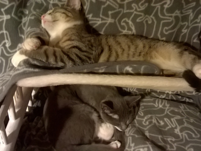 WP_20180203_18_48_10_Pro