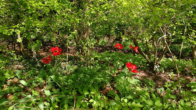 IMG_20180506_115737-1984x1120