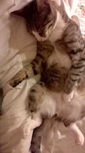 WP_20180303_20_58_53_Pro