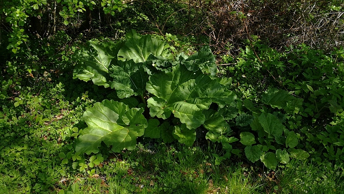 IMG_20180506_115538-1984x1120