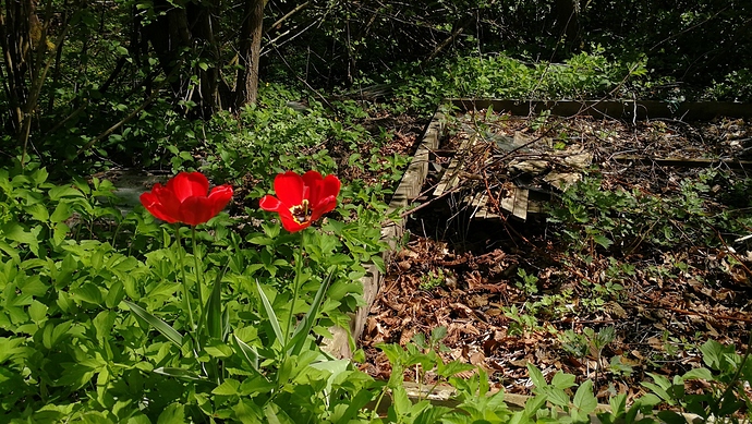 IMG_20180506_115527-1984x1120