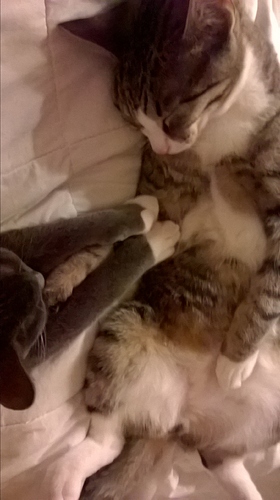 WP_20180303_20_57_25_Pro