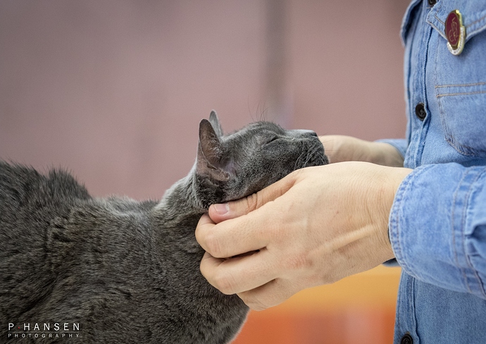 korat-3561%20(2)