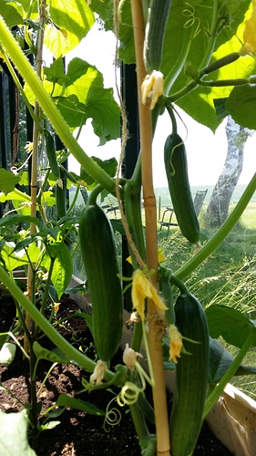 20180603_125236%5B1%5D