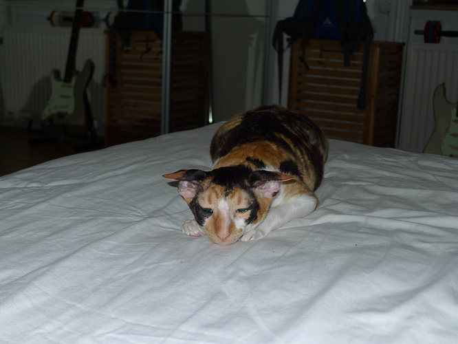 Farlig kat som snart æder franks finger