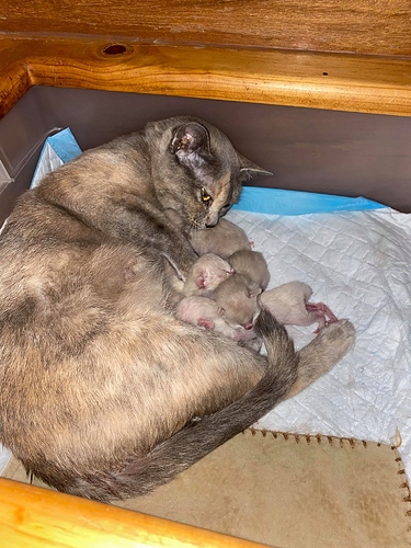 101264351_716127388930040_73788259699785728_n