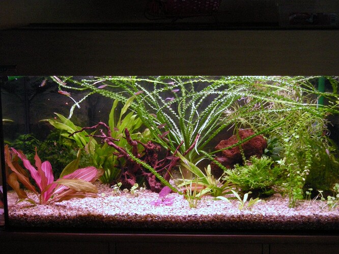 180 L stueakvarie (4)