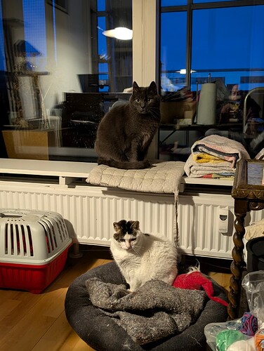 PXL_20260103_070755356.MP