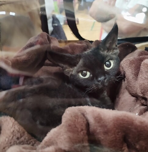 Screenshot_20251025_183032_edit_1571006613847267