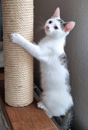Aslak2