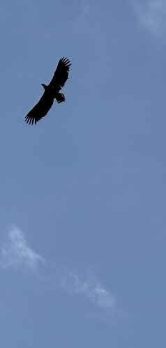 IMG_2168