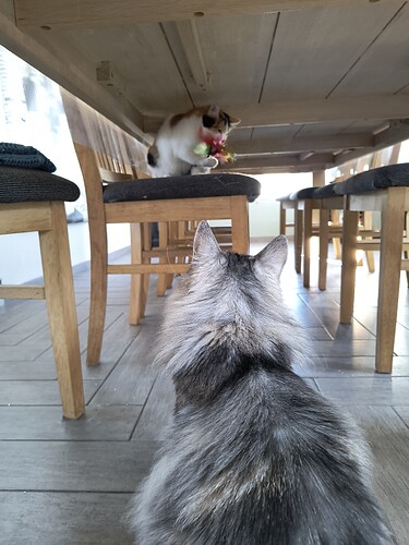 IMG_20250412_163132428_BURST000_COVER