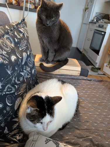 PXL_20260206_135142946.MP