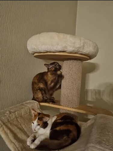 Screenshot_20251113_115010_Facebook