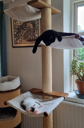 Mitten