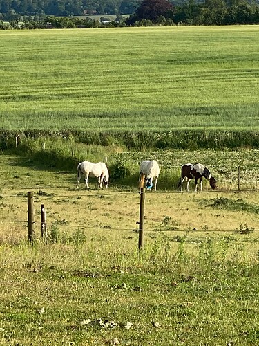 IMG_0017