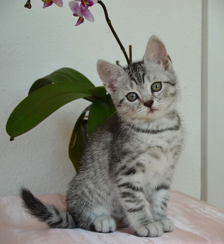 Blis d. 20.7.2025 nr.  (21)