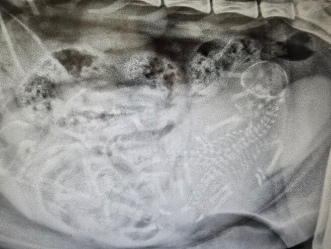 Fauna 17. oktober 25 (4)