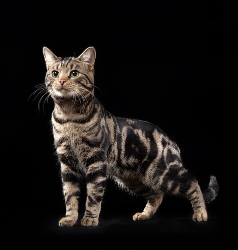 Panter (1) til hjemmesiden