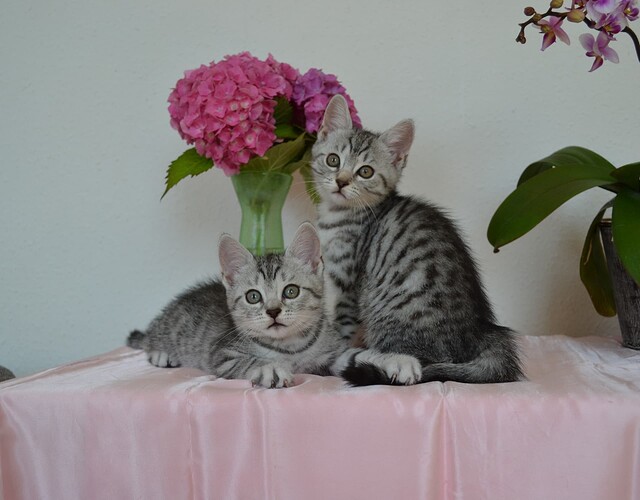 Blis og Frigga d. 20.7.2025 nr.  (4)