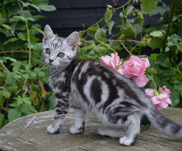 Iris d. 24.8.2024 nr (16)