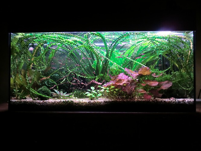 180 L stueakvarie (1)