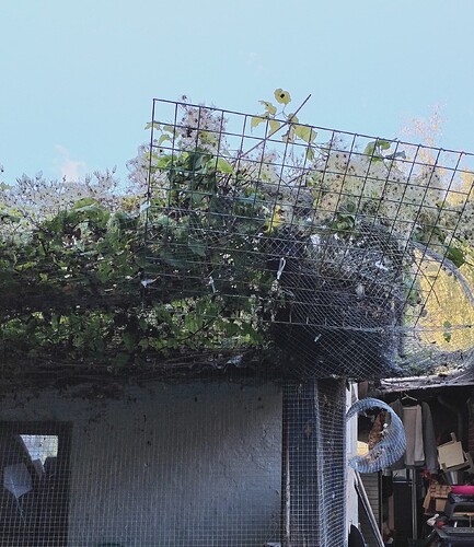 IMG_20250929_170931_edit_734184778974772