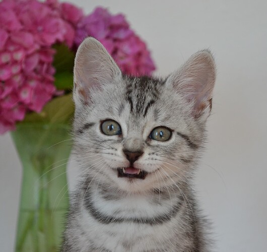 Blis d. 20.7.2025 nr.  (15)