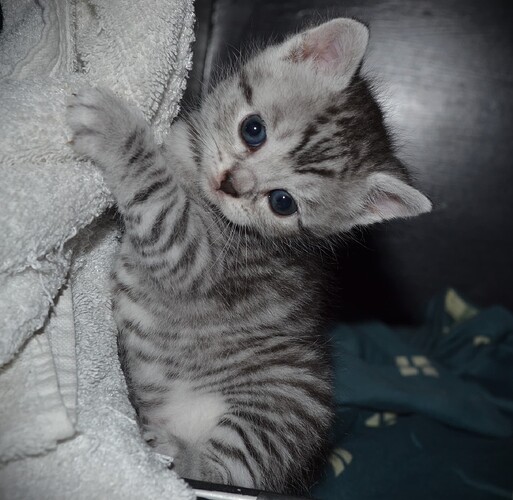 Rød d. 17.6.2025 nr. 3