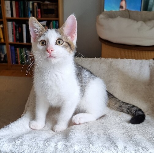 Olaf2