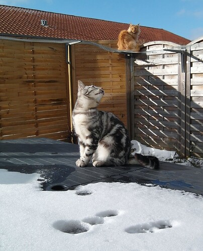 Athea og Diego i sneen februar 2011