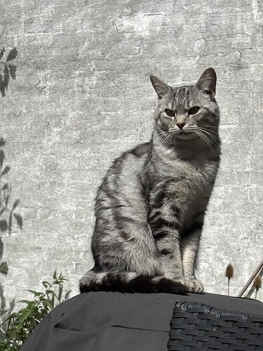 IMG_2154