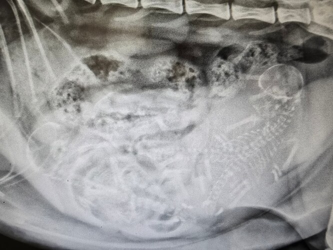 Fauna 17. oktober 25 (3)