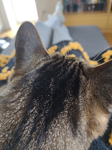 IMG_20210703_080316219