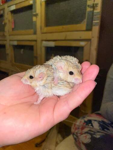 FB_IMG_1643475209270