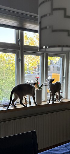 IMG_3388