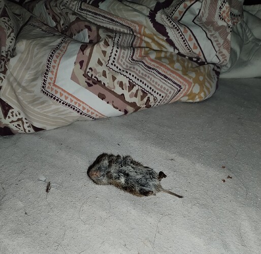 IMG_20251114_172711_edit_2115211545801543