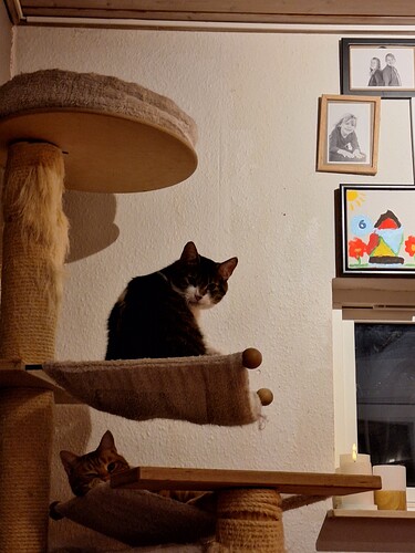 17736857447506204350531159141976