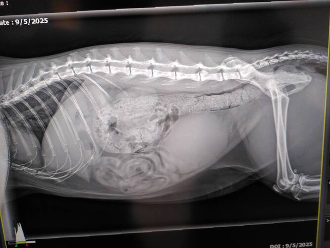 signal-2025-09-06-10-31-53-466