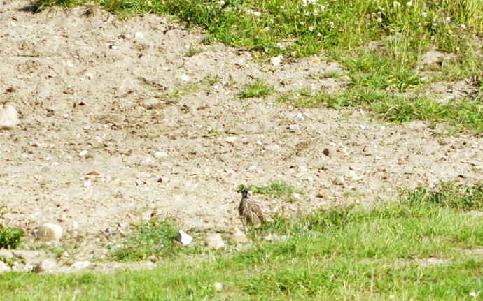 splithale 023