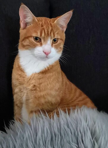 9d7f3081-6c0d-4b63-b428-3ad9e18fb4d8