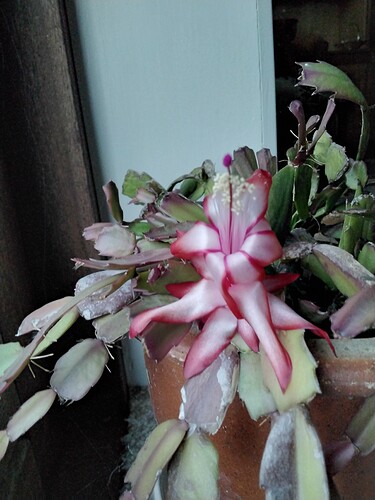 16441366429484805207010854049582