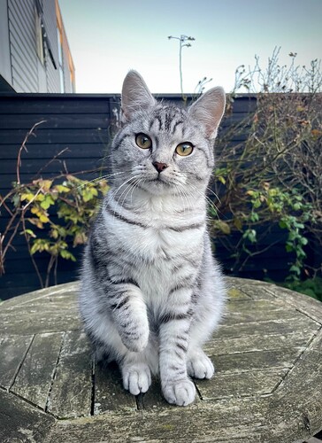 Blis d. 17.11.2025 nr.  (2)