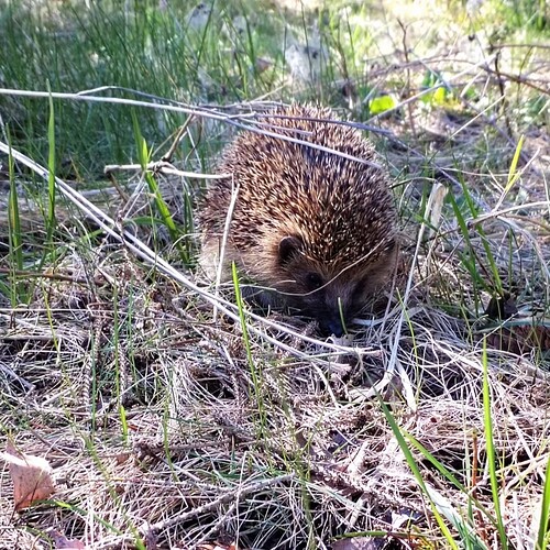 Screenshot_20260401_160651_edit_33520104521586