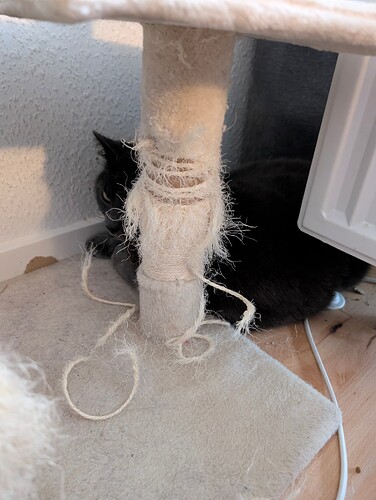 PXL_20260201_142848901.MP